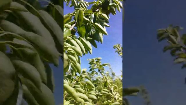 Груша на ва29 смотреть онлайн