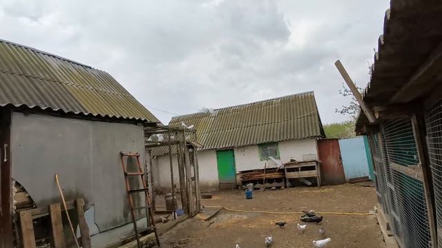 Начинаю выпускать молодых бакинских бойных голубей 02.05.2020г (часть 2). смотреть онлайн