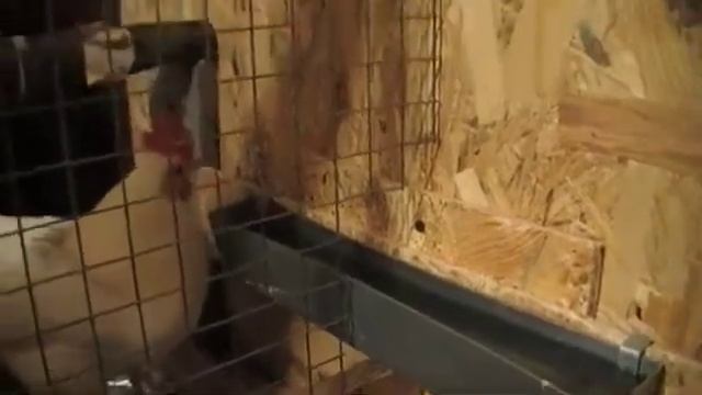 КУРЫ В 33 содержание в клетке МИНИЛЕГГОРН смотреть онлайн