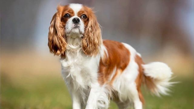 Cavalier King Charles Spaniel - Top 10 Facts смотреть онлайн