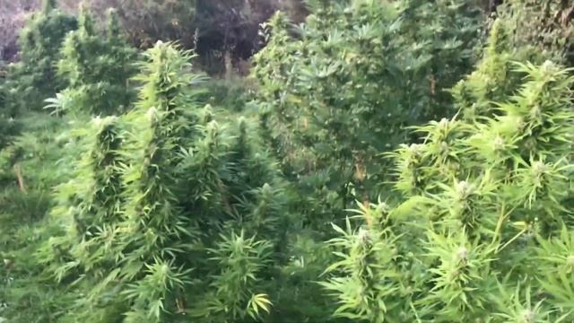 THIS IS THE BEST WEED GROW I HAVE DONE IN UK AND IT IS ONE WEEK FROM THE END OF FLOWERING 2020 смотреть онлайн