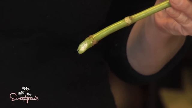 Sweetpea's Floral Design Tips & Tricks :: Cut Hydrangeas смотреть онлайн