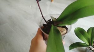 Укоренение орхидеи фаленопсис в вермикулите