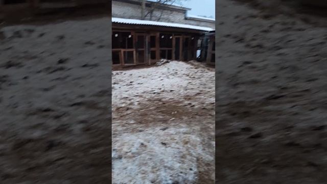 Свобода, когда есть где погулять и побегать. смотреть онлайн