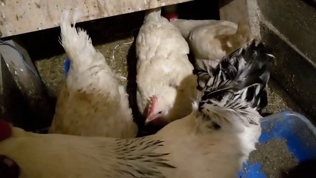 Как узнать что курица сядет высиживать цыплят смотреть онлайн