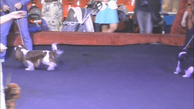 Класс Победителей Кобели смотреть онлайн