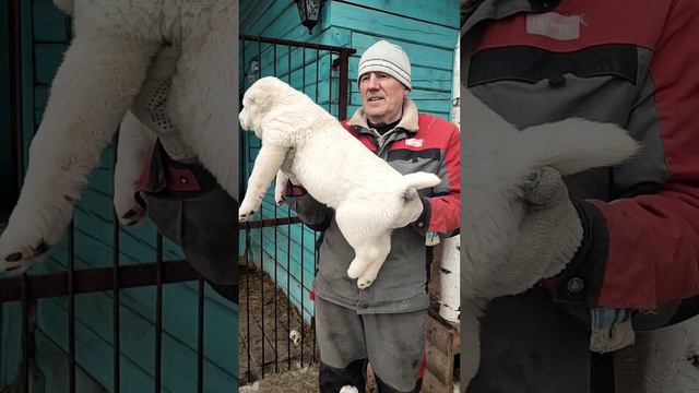 Ятаган. Свободен ☎️+79089119788 Пит. Из Дома Капалак смотреть онлайн