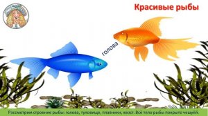 1 кл.ИЗО.14 урок. Красивые рыбы