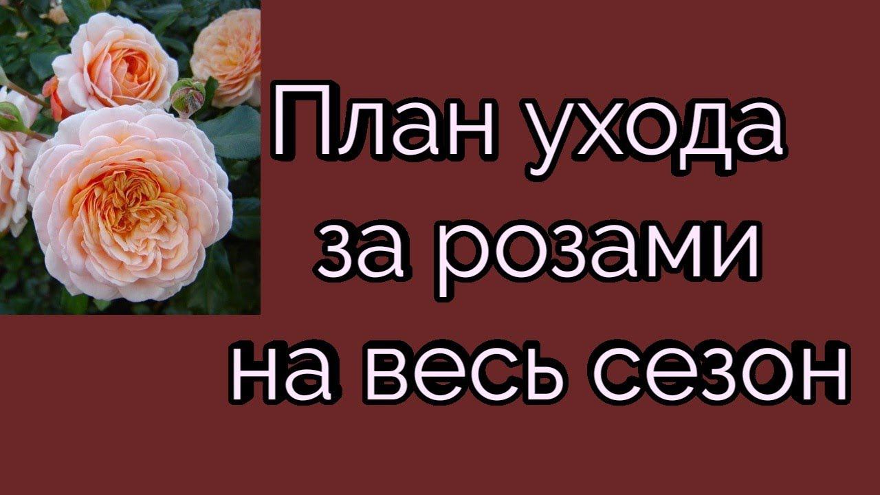 План ухода на весь сезон. Личный опыт. смотреть онлайн