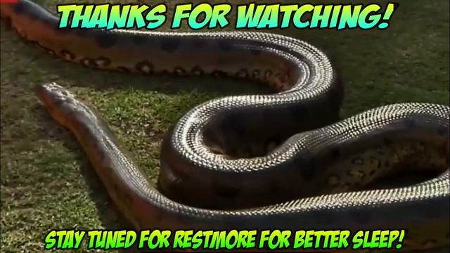 Three Headed Cobra - Most Two & Three Headed Snakes! (Real and Fake) смотреть онлайн