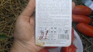 созрели ,,красногвардеец ?,, и ,, сибирская тройка ?,, томатики для консервации.