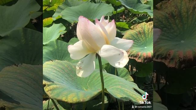 Лотосы на озере Бам смотреть онлайн