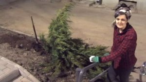 Как пересадить хвойные крупномеры: Выкапываем гигантский можжевельник