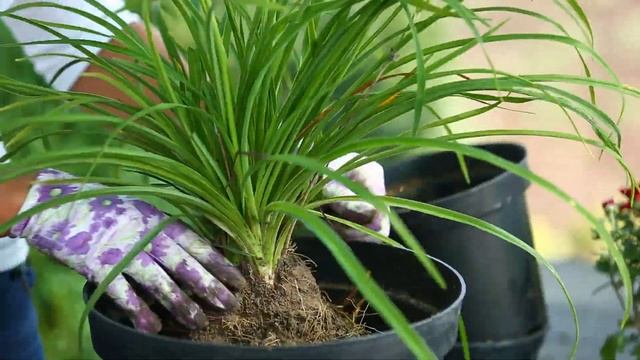 ДАЧНИКИ: КЛУМБА НА ПОДОКОННИКЕ СВОИМИ РУКАМИ смотреть онлайн