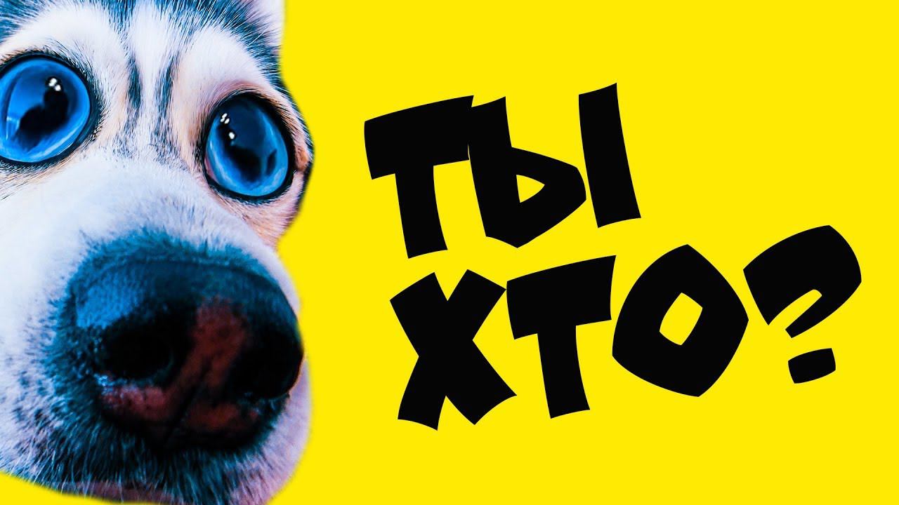 ЛУЧШИЕ ЧЕЛЛЕНДЖИ С ХАСКИ!! (Хаски Бандит) Говорящая собака смотреть онлайн