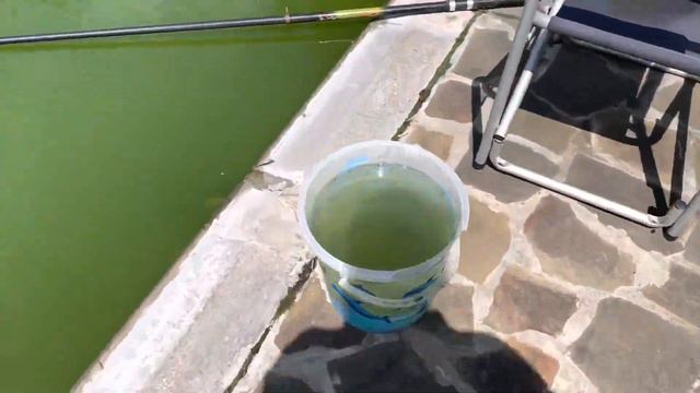 Как разделить одну рыбку на четыре собачки?… смотреть онлайн