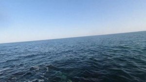 Сарган в конце октября на пилькер. Жара 31 градус! Ловля саргана. Снасть на саргана.#сарган