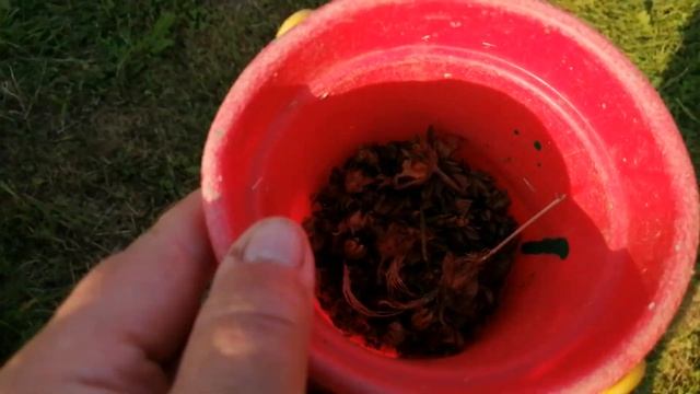 Клубника сорта Надежда. Как нас обманывают. смотреть онлайн