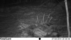 Заповедник Кивач. Драка двух хорьков.