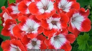 Герань кроваво-красная садовая