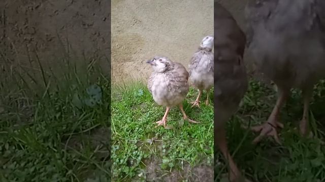 Кеклики #природа #кеклики #птица #животные смотреть онлайн