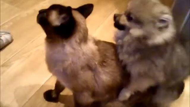 денис мучитель смотреть онлайн