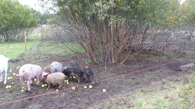 Яблочный спас, кормлю животных преимущественно яблоками, т.к. больше особо нечем! смотреть онлайн