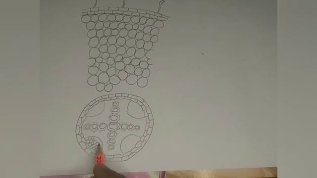 How to draw T.S of dicot root||easy and simple way|| class 10 and 11 смотреть онлайн