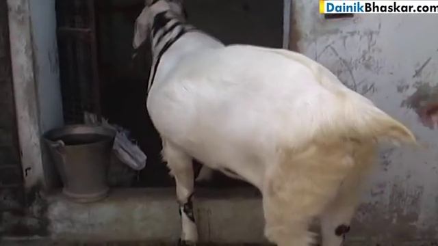 180 KG Sultan In Headlines Before Eid-Al-Adha смотреть онлайн