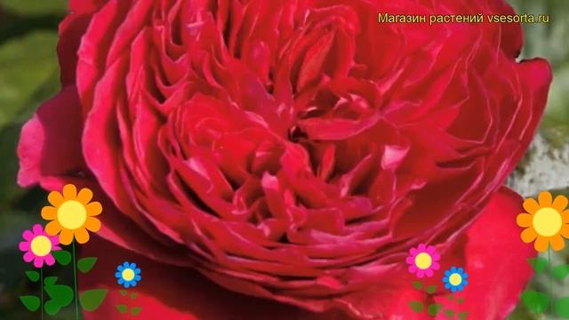 Роза чайно-гибридная Алаин Соучон. Краткий обзор, описание характеристик Alain Souchon смотреть онлайн