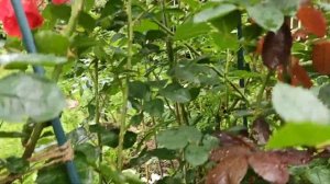 Розы Massad. L'Essile