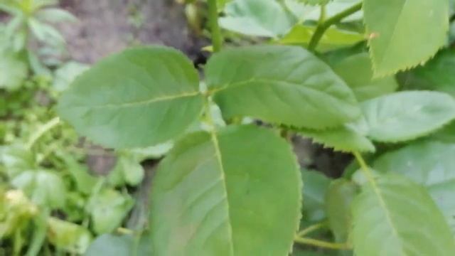 РОЗА МАЙН МЮНХЕН (Mein Munchen). смотреть онлайн