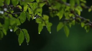 Quran Playlist 2023  Ridjaal Ahmed