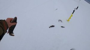 Такой Клёв Бывает Раз В Жизни. Карельская зимняя рыбалка. Зимняя рыбалка в Карелии