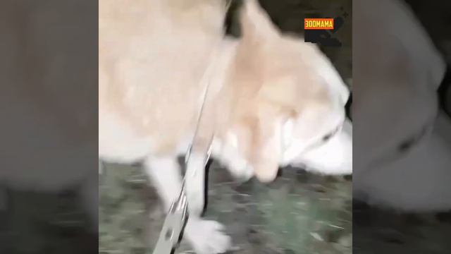 Спустя 7 лет скитаний, у Пашки появился дом! смотреть онлайн