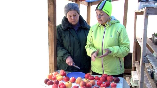 Сорта яблок для зимнего хранения смотреть онлайн