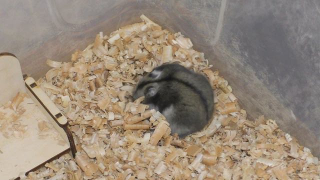 Хомячиха родила и съела хомячат😰 смотреть онлайн