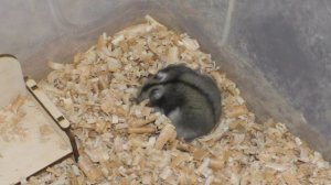 Хомячиха родила и съела хомячат😰