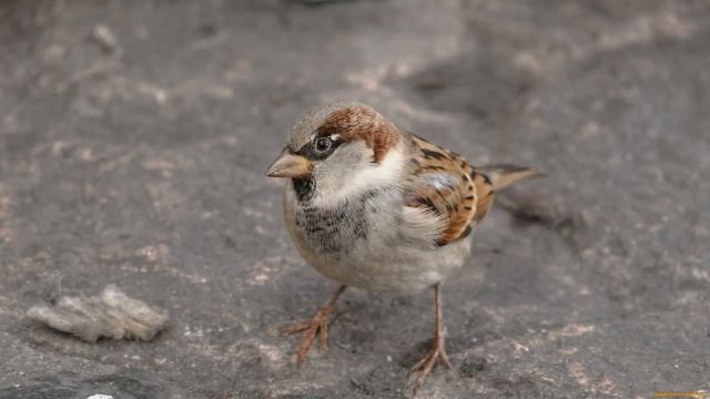 Голоса птиц как поёт Воробей (Passer domesticus).mp4 смотреть онлайн
