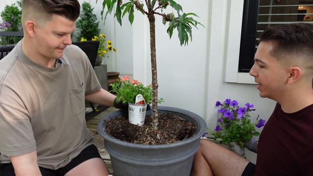 Planting Annuals Underneath Our Patio Peach Tree | Gardener in Love смотреть онлайн
