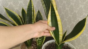 Среднерослые Сансевиерии. Сравнение сортов. Сансевиерия Футура Суперба, Блэк Голд, Голд Флейм и др.