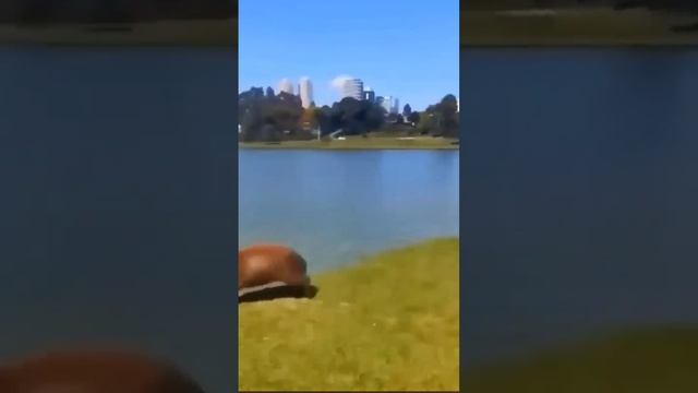 Большой добродушный зверь Капибара — Голос водосвинки смотреть онлайн