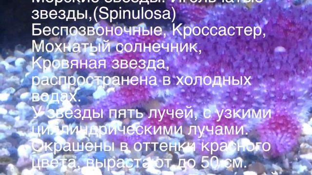 Кто в море живет? Камбала и Морские звезды смотреть онлайн