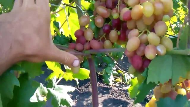 Сорт винограда анжелика смотреть онлайн