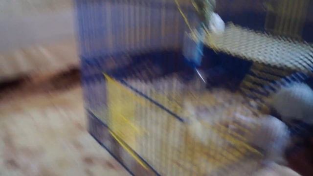 Плюсы и минусы декоративных крыс смотреть онлайн