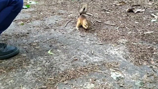 Кормим белку в парке, играем в лего смотреть онлайн