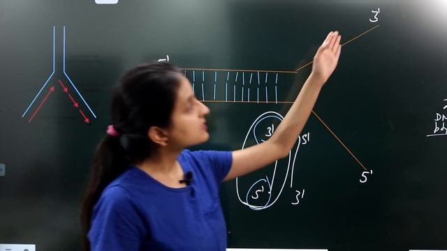 DNA Replication | Molecular Basis of Inheritance | Class 12 Genetics смотреть онлайн