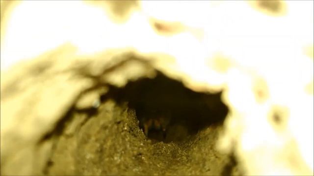 ТАРАНТУЛЫ В БЕЛАРУСИ. Всё о Южнорусском тарантуле смотреть онлайн