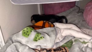 Пополнение щенок Йорк ? Первый день щенка йоркширского терьера в семье! ❤️ Знакомство со старшей ❤️