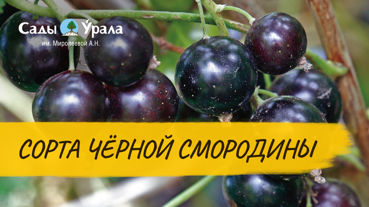 Черная смородина. Обзор сортов в питомнике Сады Урала смотреть онлайн